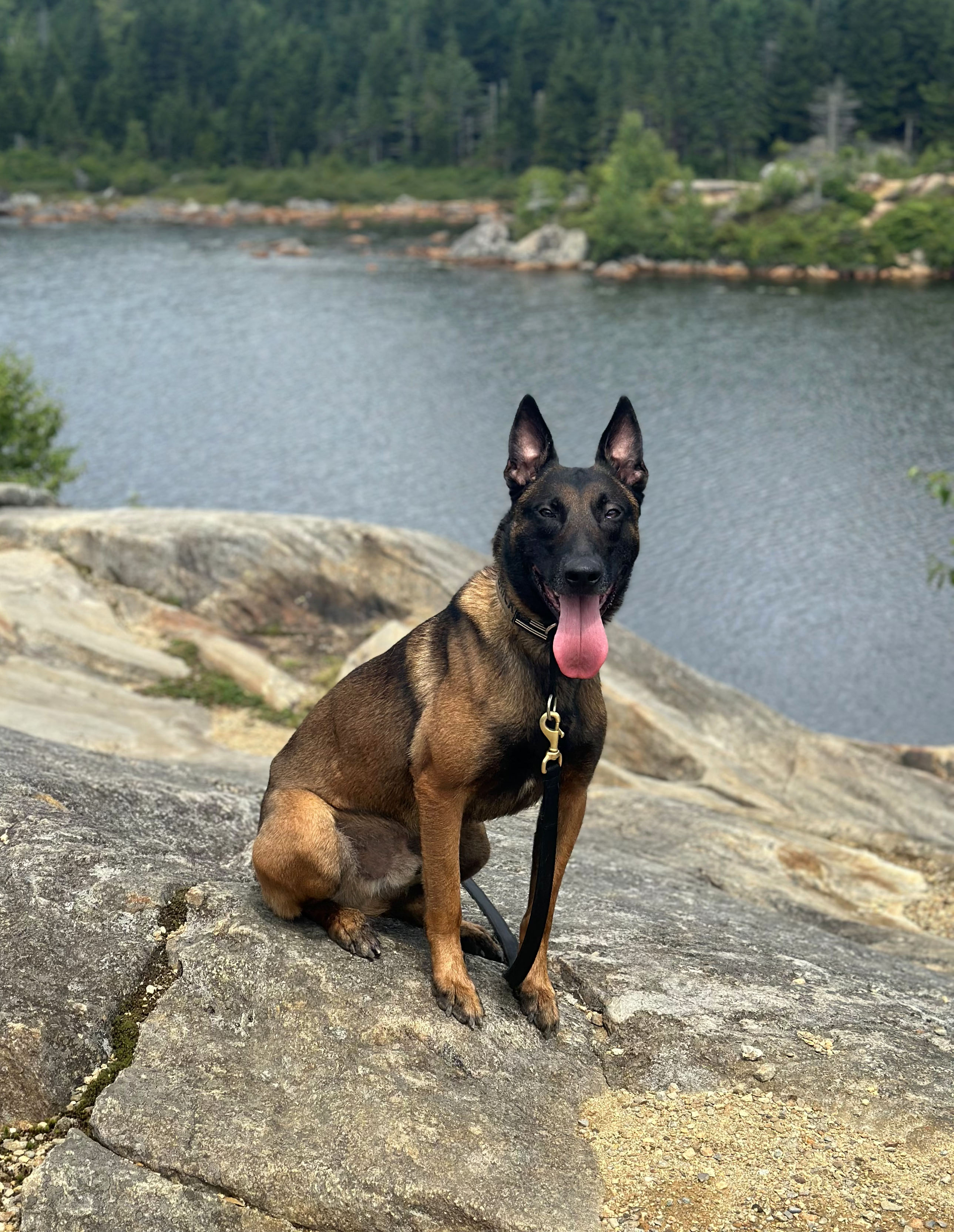 Auburn Police Department’s K9 Brick to get donation of body armor
