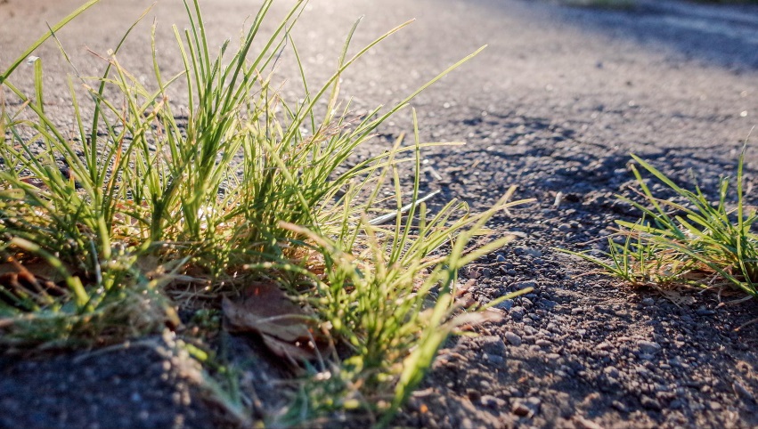 Notification of Weed Control